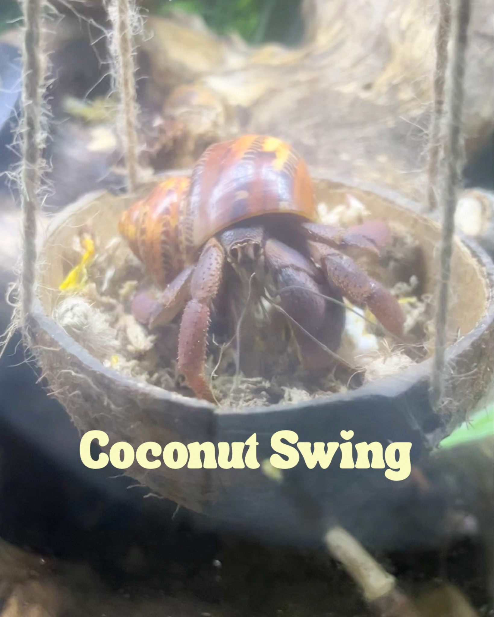 Coconut swing for hermit crab enrichment