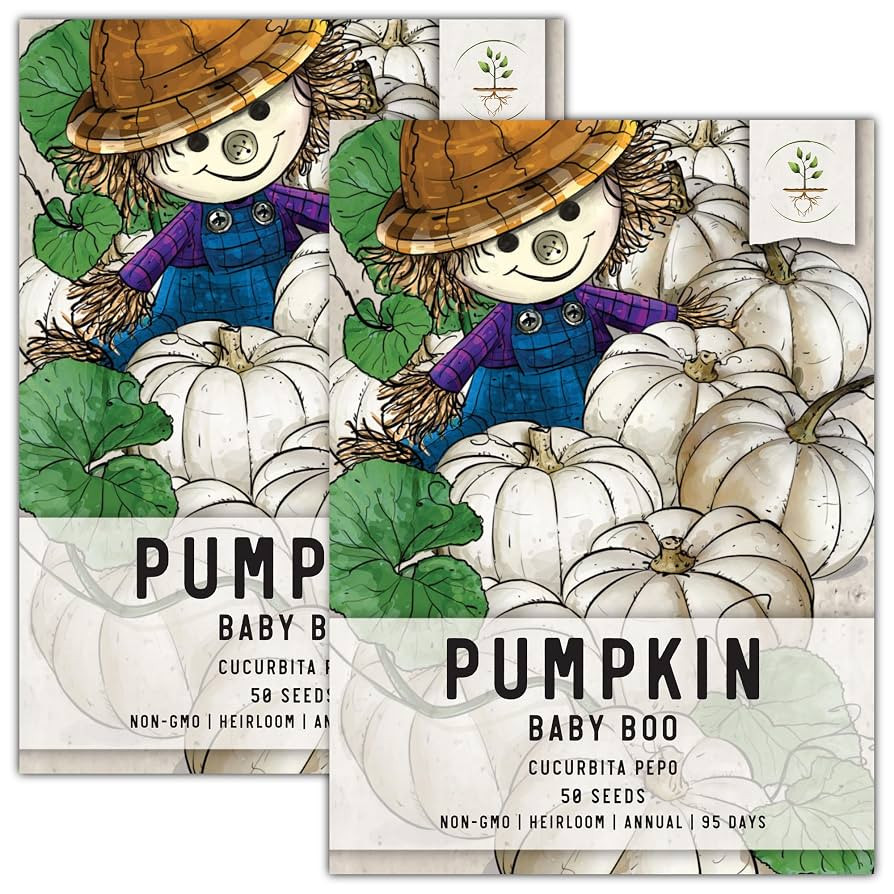 Seed Needs Pumpkin Seeds for Planting Baby Boo Miniature Pumpkins - Non-GMO Heirloom & Untreated ... | Amazon (US)