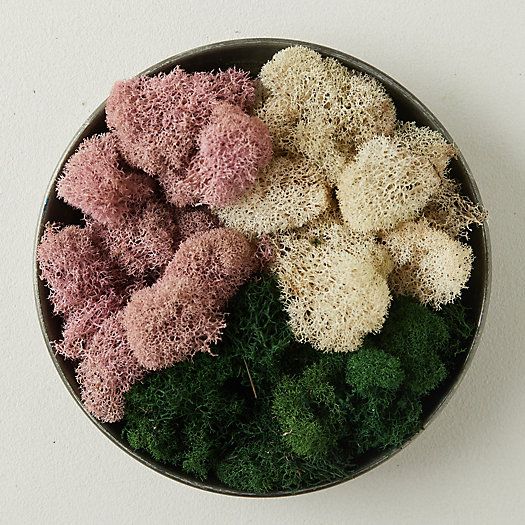 Preserved Reindeer Moss, Set of 3 Multi-Color | Terrain