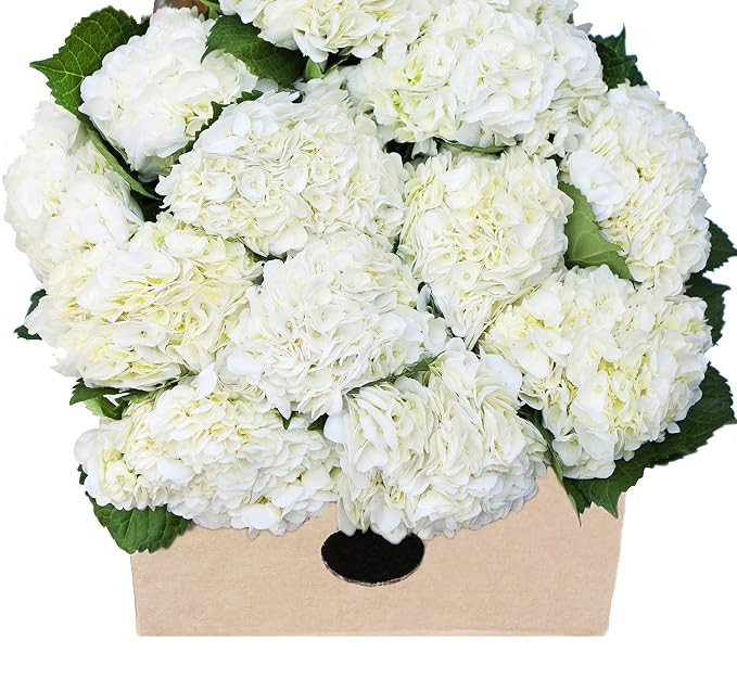 Blooms2Door - 15 White Hydrangeas (Farm-Fresh, Naturally Colored, Premium Quality) - Fresh Flower... | Amazon (US)