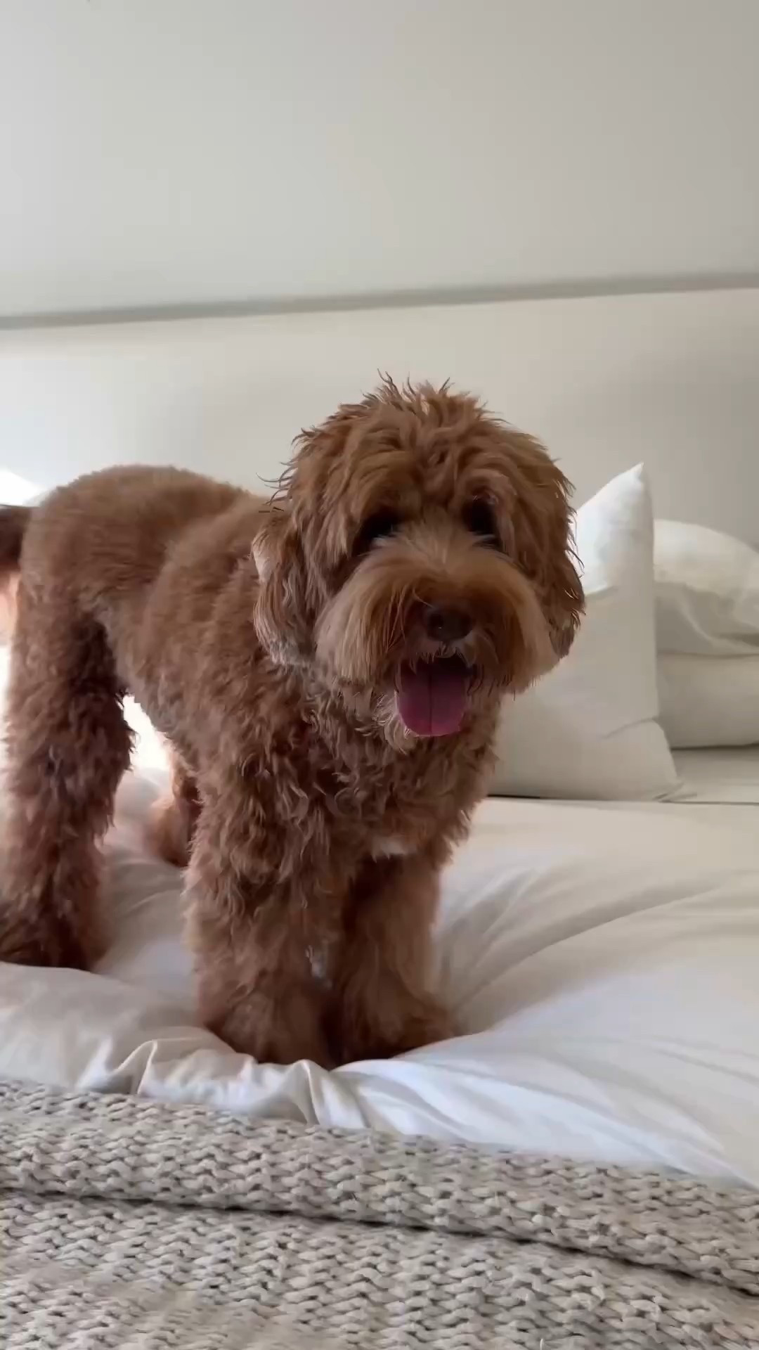 Hi friends it’s me Hudson!! Mom surprised me with holiday goodies from @chewy #chewypartner 🎄🎅🏼My mom is going to link all my holiday favorites and my every day must haves on her LTK! 

Chewy has their entire holiday collection on the app to order all the festive toys, treats, and apparel for me and all my furry friends! They have so many different brands on Chewy and the shipping is always so quick! Right now you can spend $100, Get a $30 e-gift card off your Chewy Purchase.

#LTKHoliday