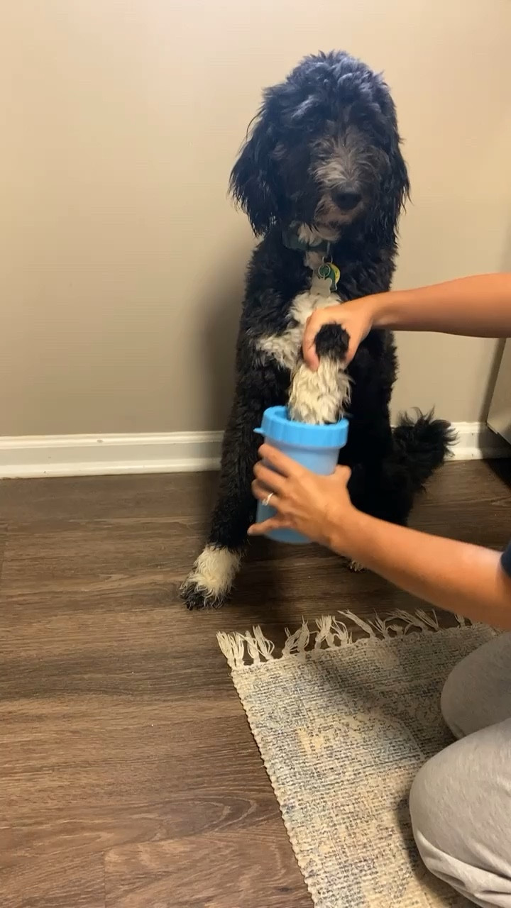 this dog paw cleaner is perfect especially for rainy day! 

#LTKFind #LTKxPrimeDay