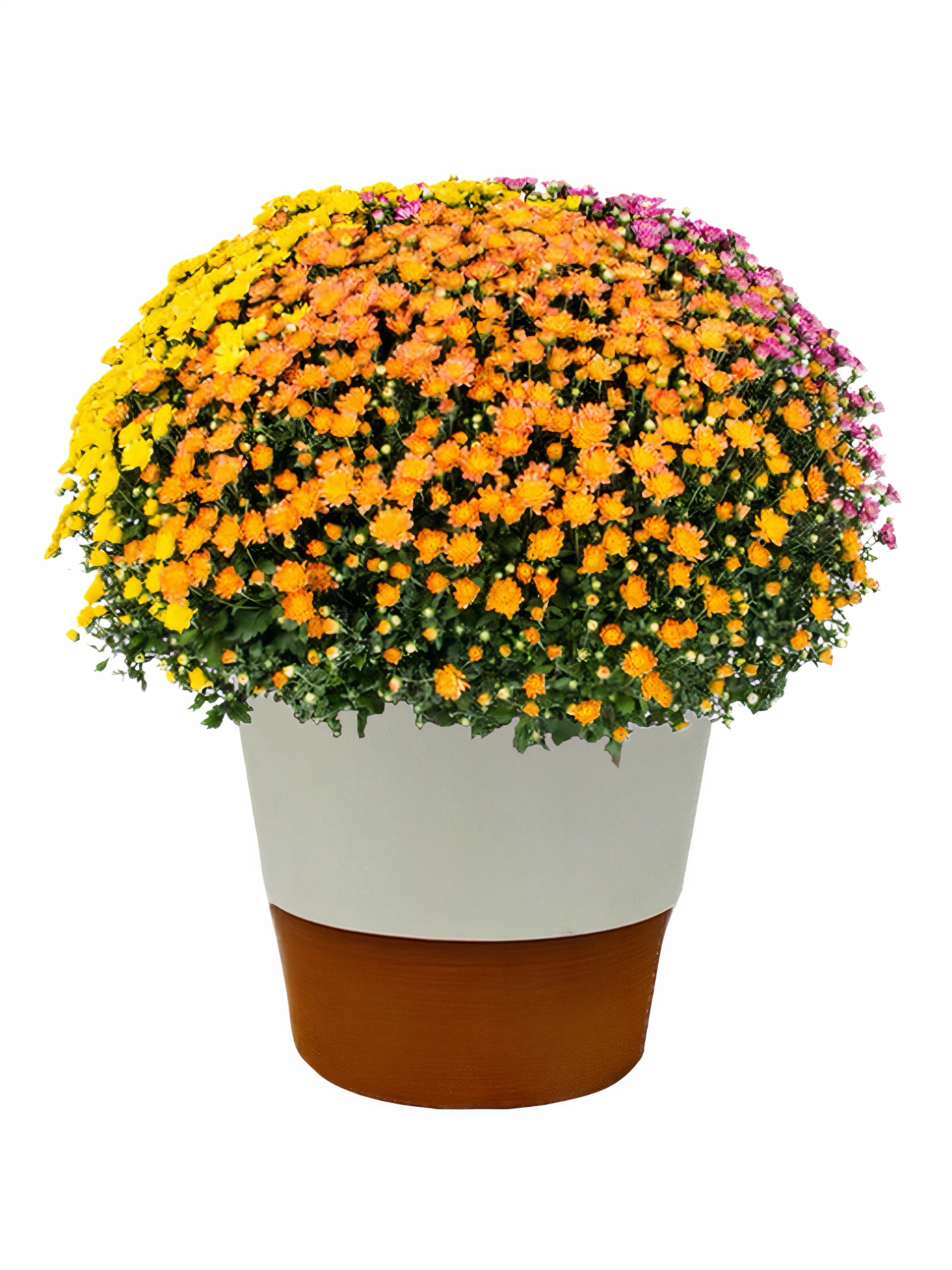 Better Homes & Gardens 3.5G Tricolor Mum Live Plant in Decorative Pot | Walmart (US)