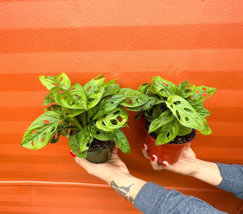 MONSTERA ADANSONII in 4 inch Pot | Swiss Cheese Plant | Indoor/Outdoor Live Tropical House plant ... | Etsy (US)
