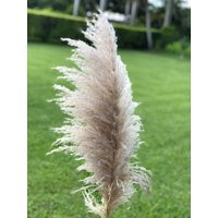 5 Stems Pampas Grass | Boho Bridal Bouquet Dry Flower Dried Arrangement Reed Natural & Fluffy Beige | Etsy (US)