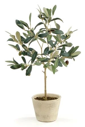 Charlton Home® Olive Tree in Pot | Wayfair | Wayfair North America