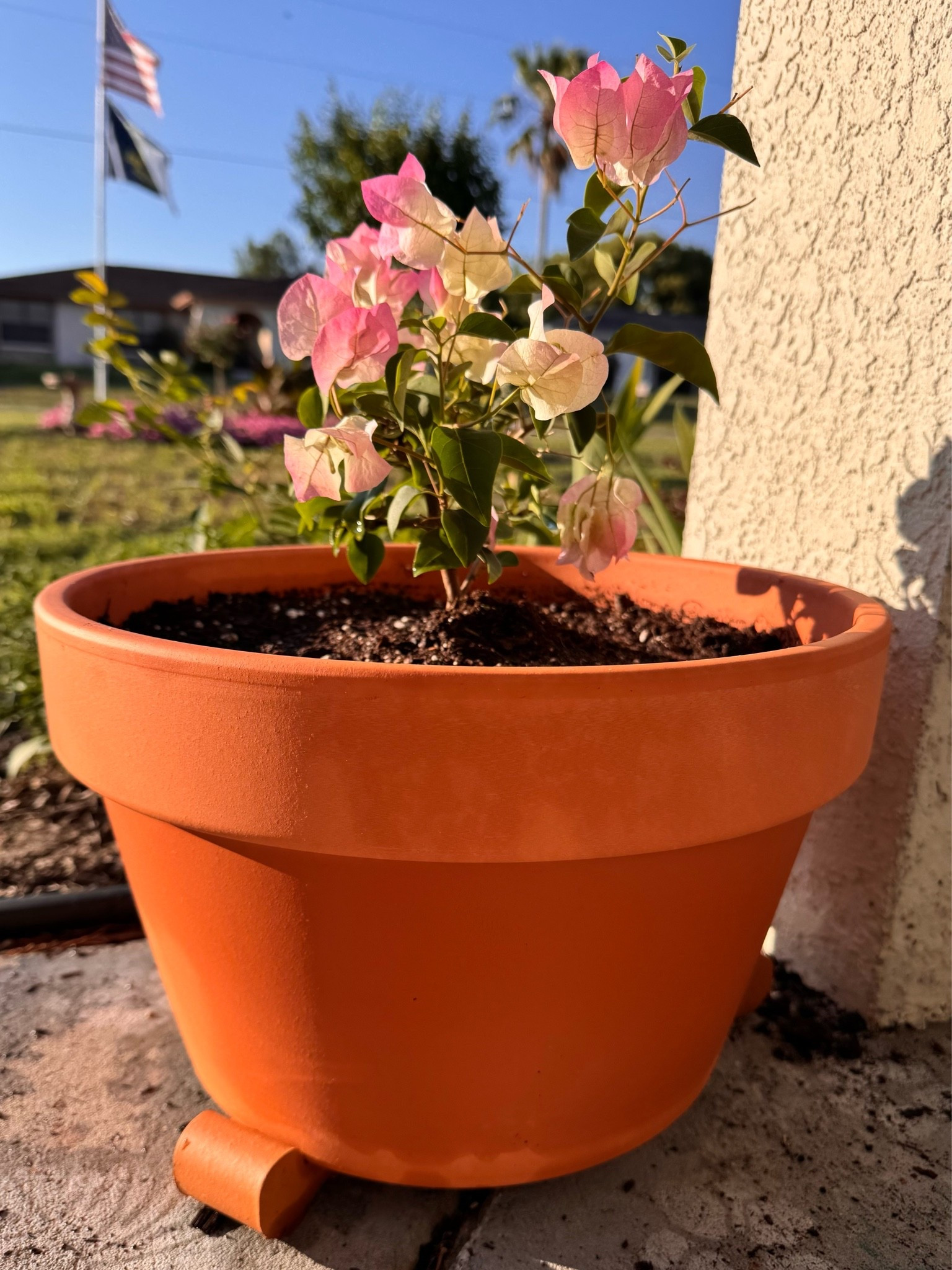 Nice selection of terracotta pots on sale today at Lowe’s. Added a pretty little bougainvillea 🪴🤩

#LTKSeasonal #LTKHome #LTKSaleAlert