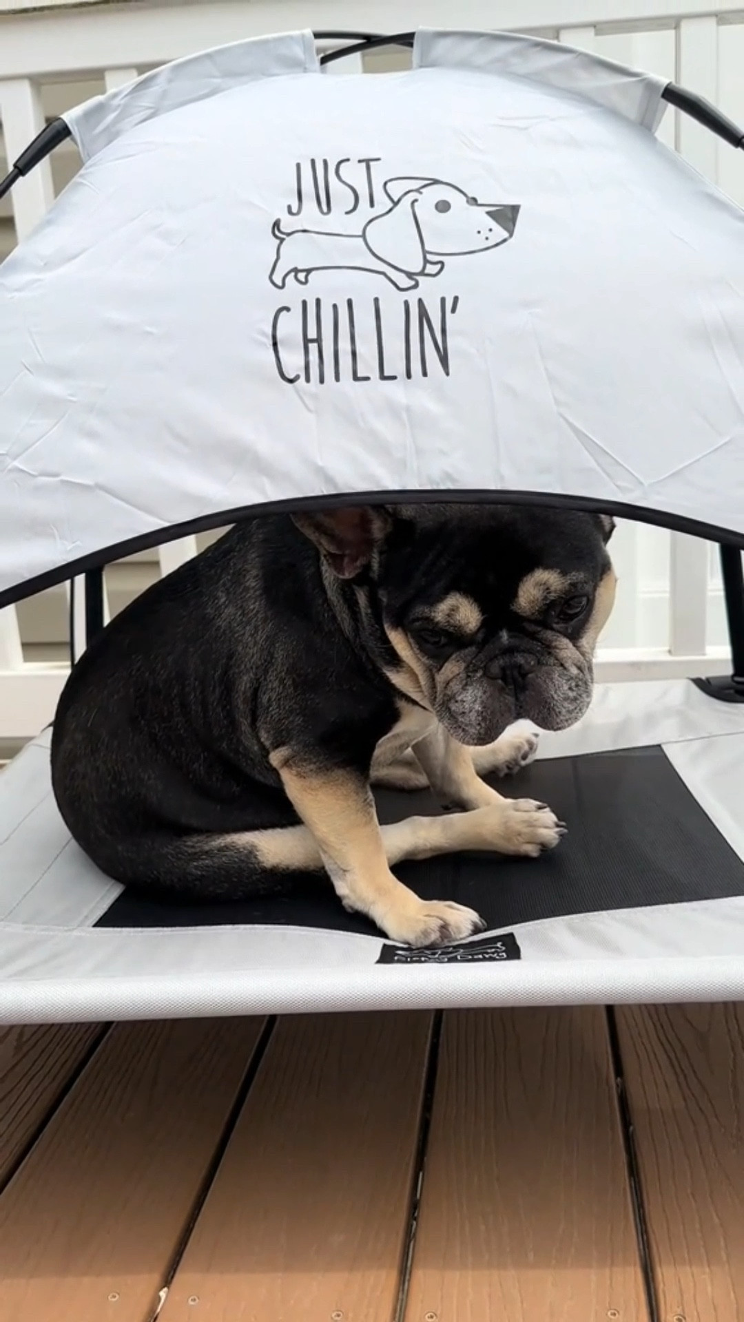 Welp… Deuce hates it 😂 but I still think this canopy is so worth it!

#LTKPets #LTKSeasonal #LTKFindsUnder50