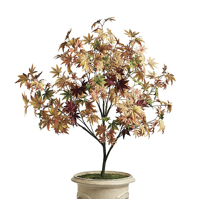 Indoor/Outdoor 5 ft. Maple Tree | Frontgate