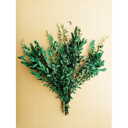 12Pcs Dried Preserved Eucalyptus Stems for Shower 17 Natural Real Live Eucalyptus Leaves Greenery St | Walmart (US)