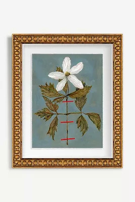 Herbarium Wall Art | Anthropologie (US)