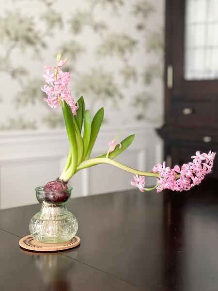 Hyacinth bulb, ready for Spring planting. Decorate with flowers

#LTKstyletip #LTKhome #LTKSpringSale
