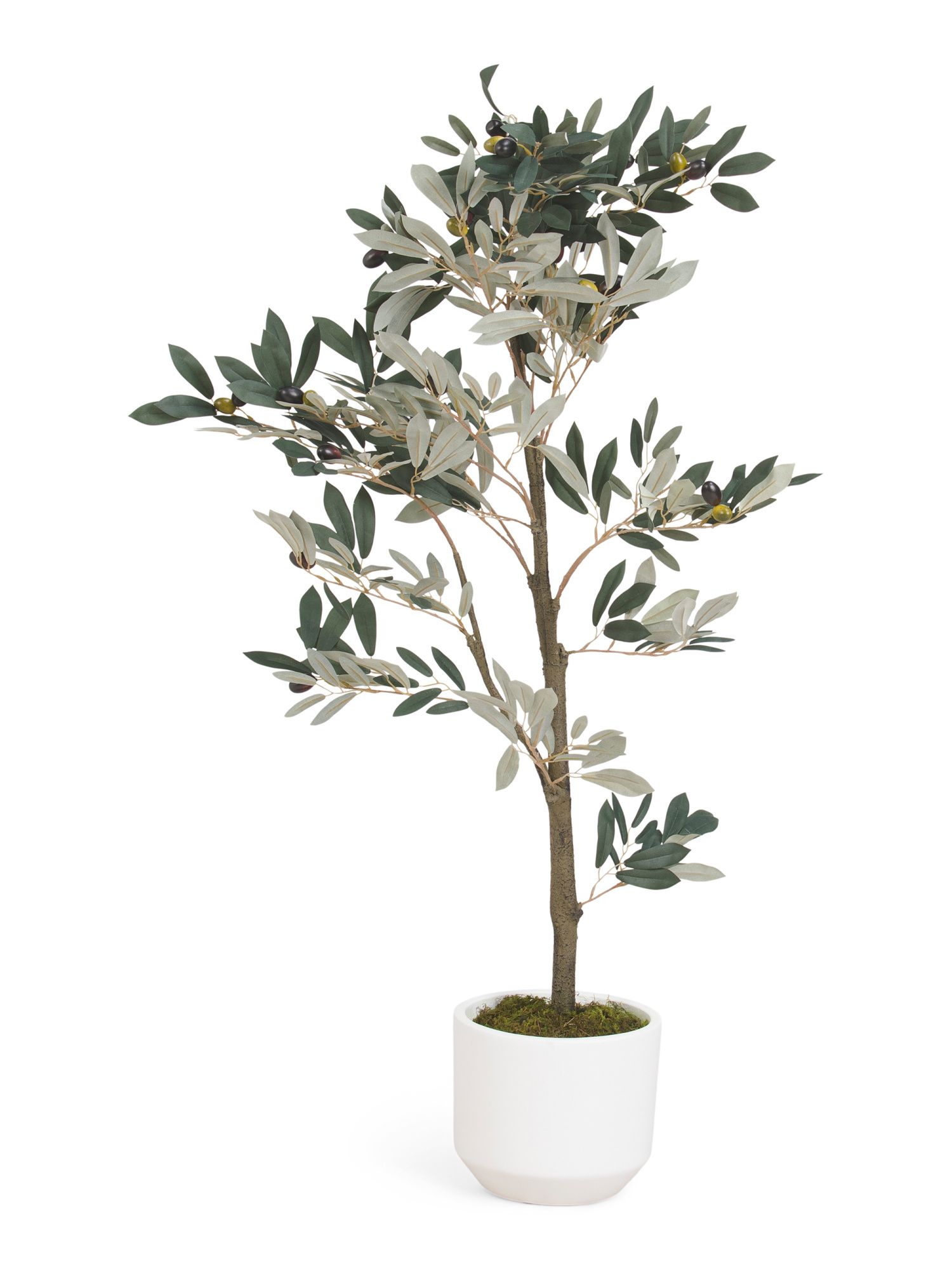 4ft Olive Tree In  Taper Pot | TJ Maxx