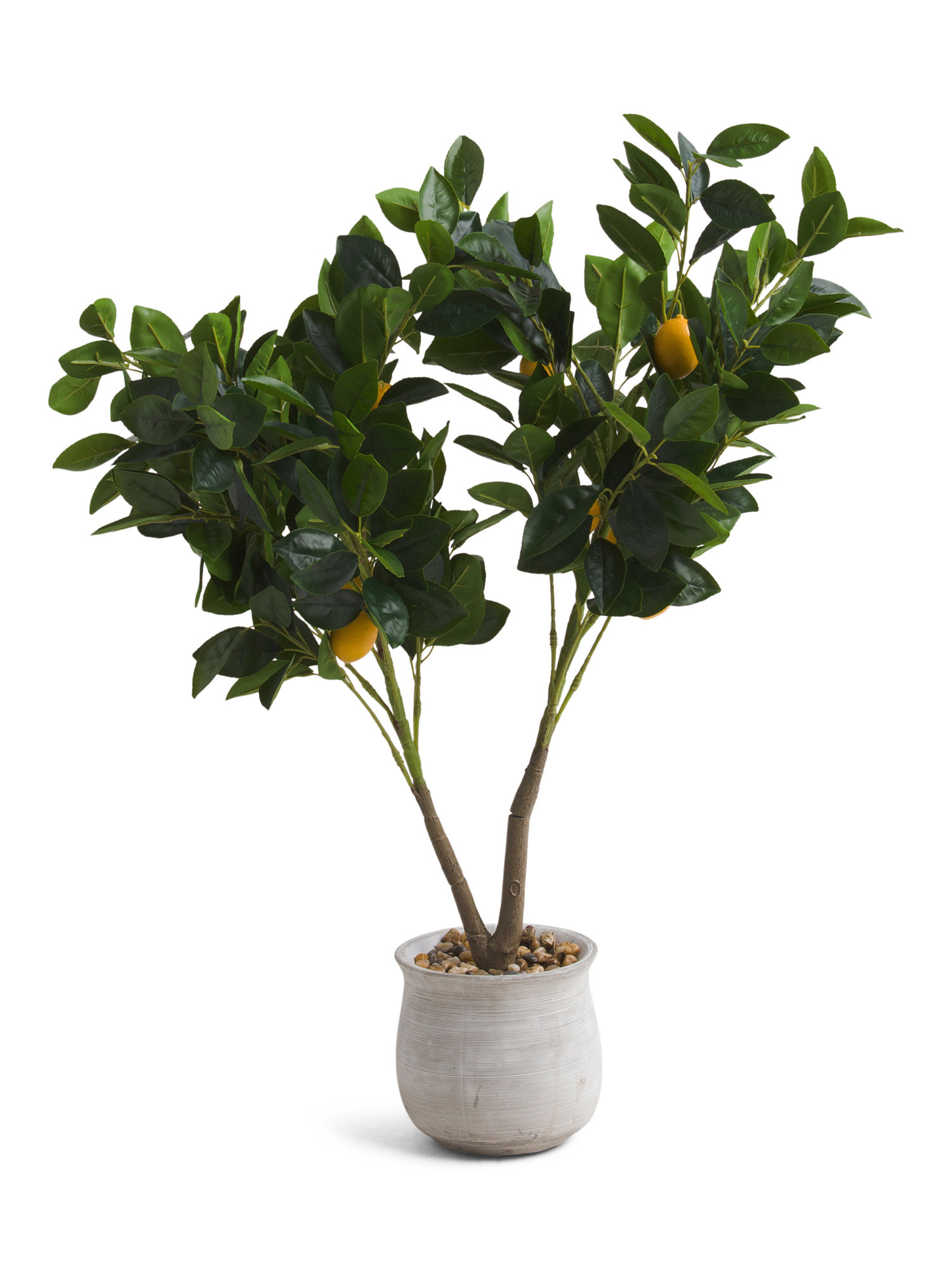 32in Lemon Plant In Cement Pot | TJ Maxx