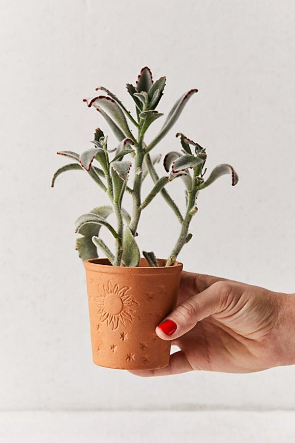 Cosmic Terracotta Planter - Brown at Urban Outfitters | Urban Outfitters (US and RoW)
