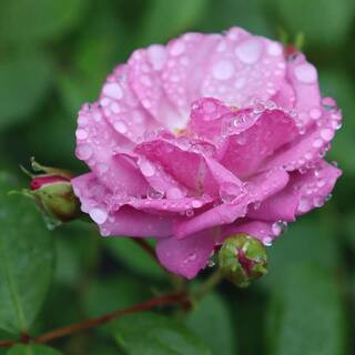 4.5 in. Quart Rise Up Lilac Days Rose (Rosa), Live Plant, Shrub, Purple Flowers | The Home Depot