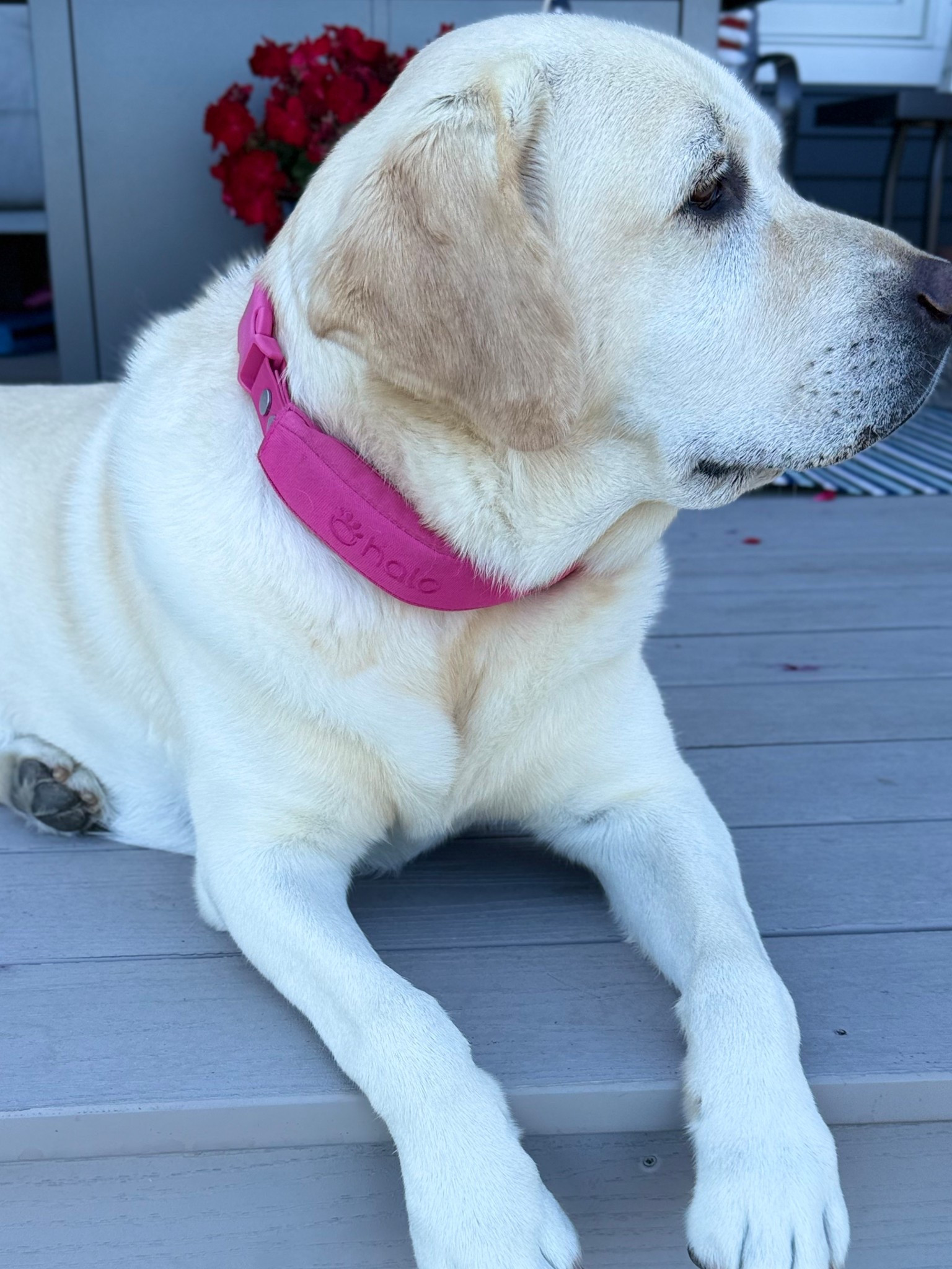 This has been the best collar for our Bella girl that we've had! 

#LTKHome #LTKActive #LTKPets