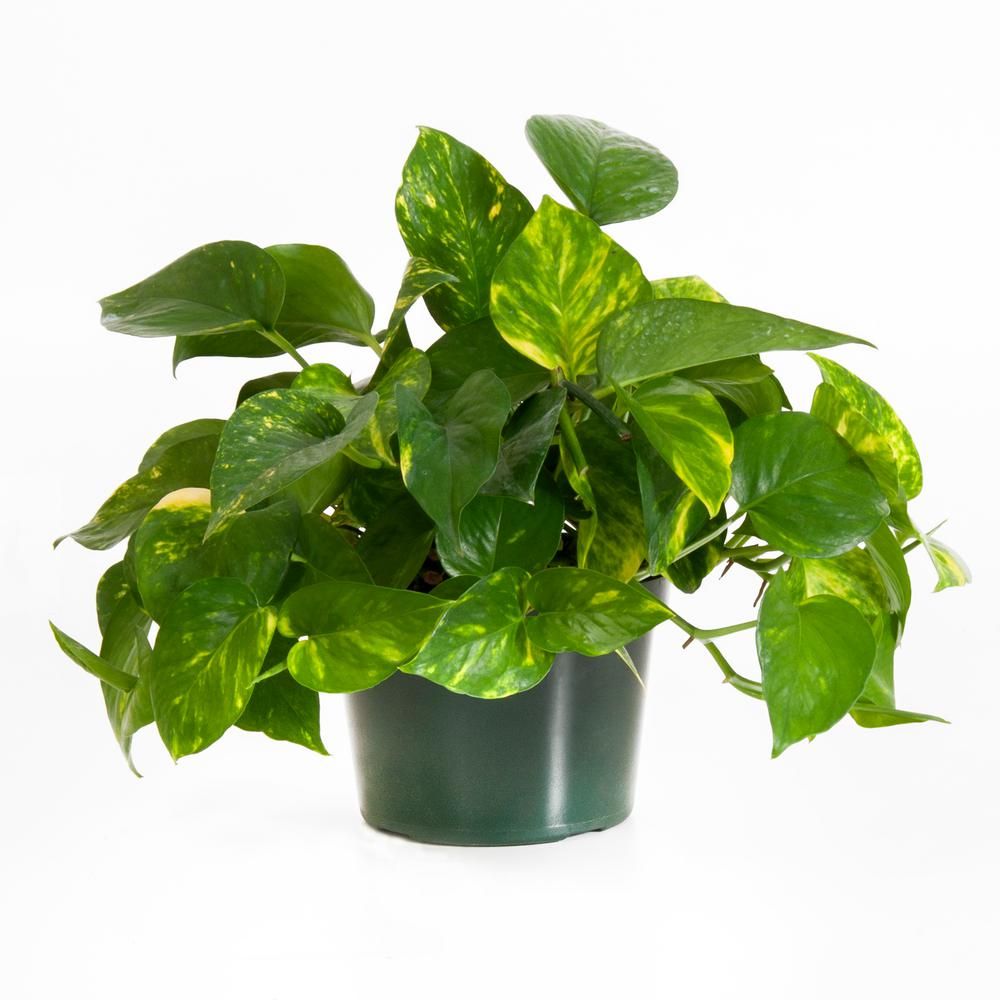 Golden Pothos in 6 in. Grower Pot-22310 - The Home Depot | The Home Depot