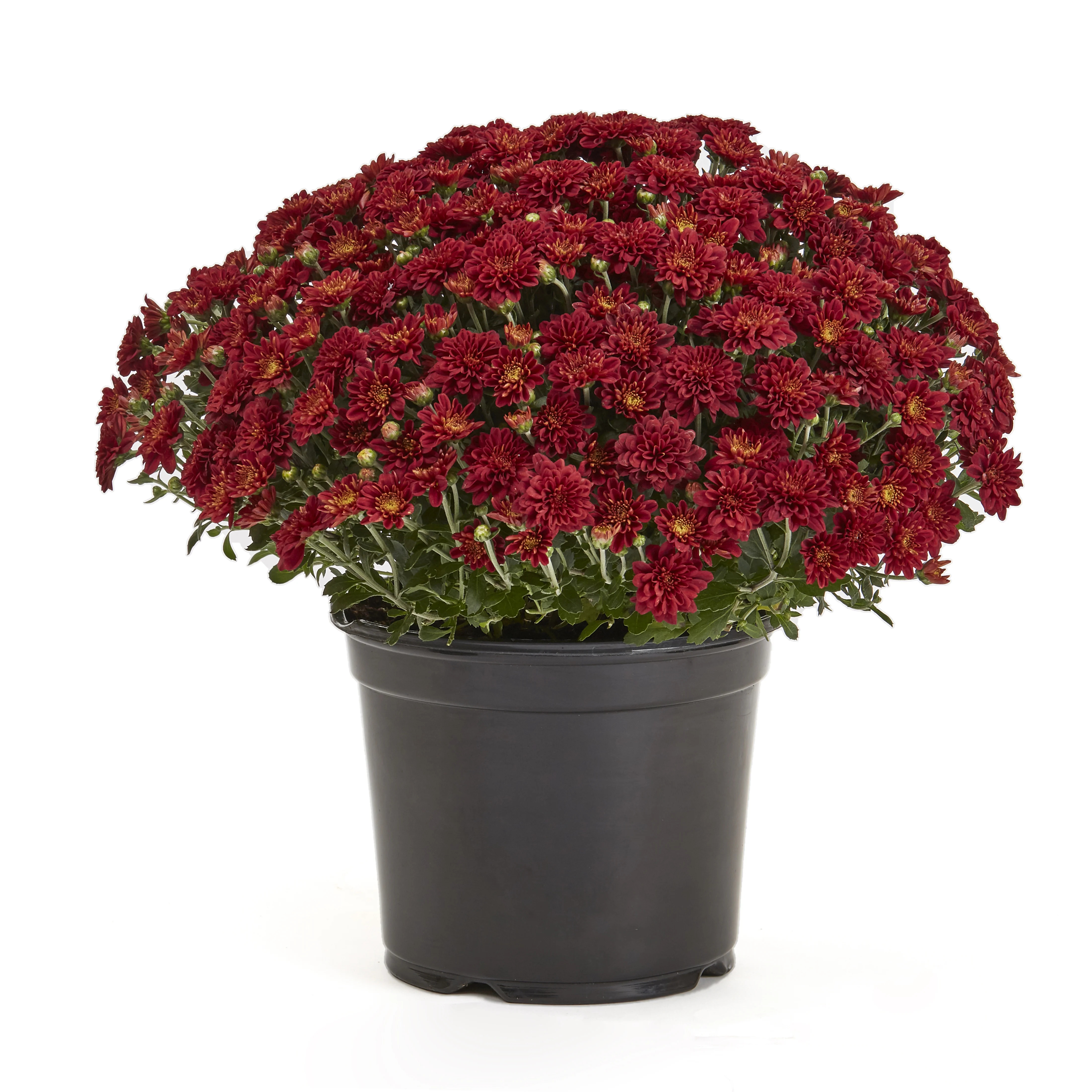 Expert Gardener 3QT Garden Mum, Red | Walmart (US)
