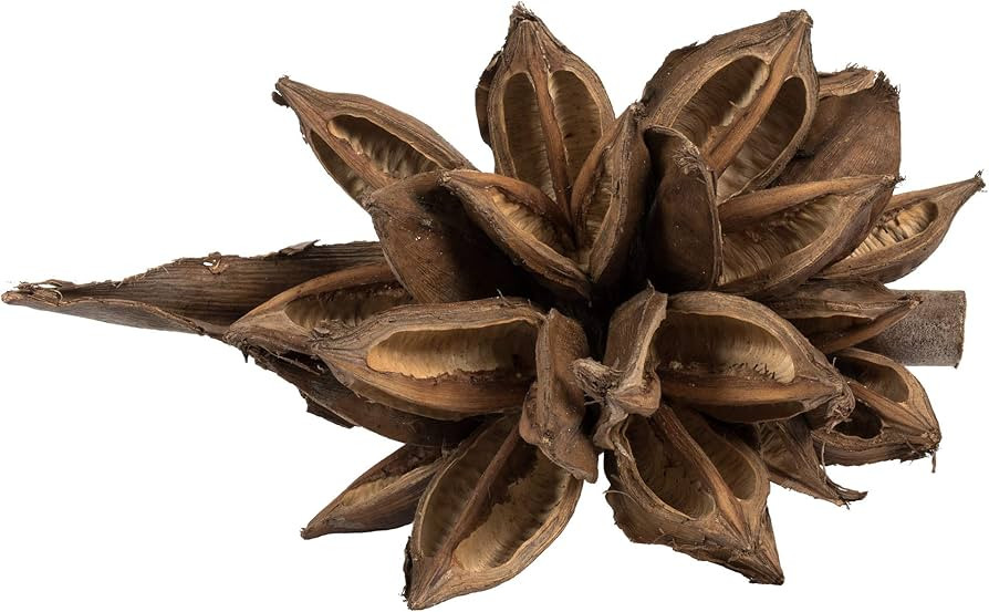 Vickerman 6" Natural Star Pod - Dried Decoration for Natural Arrangements, Height 6-11 inches, Le... | Amazon (US)