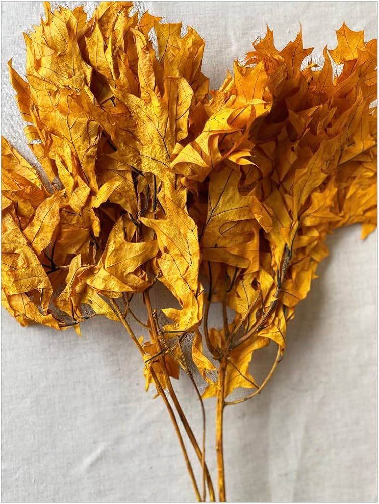 Preserved Fall Oak Leaves l Dried Autumn Leaves for Crafts and Decoration | Preserved Oak Leaves ... | Amazon (US)