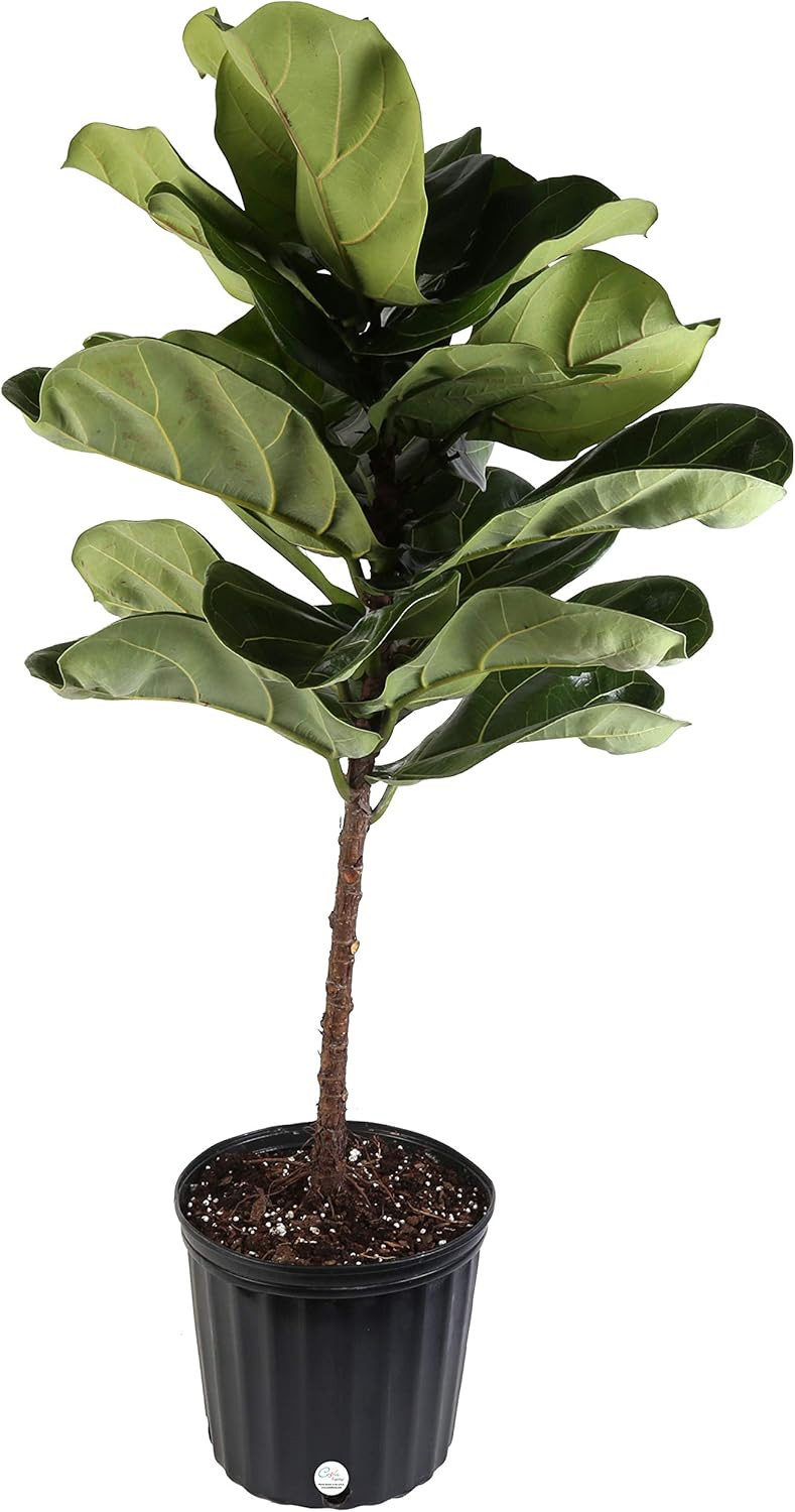 Costa Farms Live Ficus Lyrata, Fiddle-Leaf Fig, Indoor Tree - Floor Plant, 4-Feet Tall, Ships Fre... | Amazon (US)