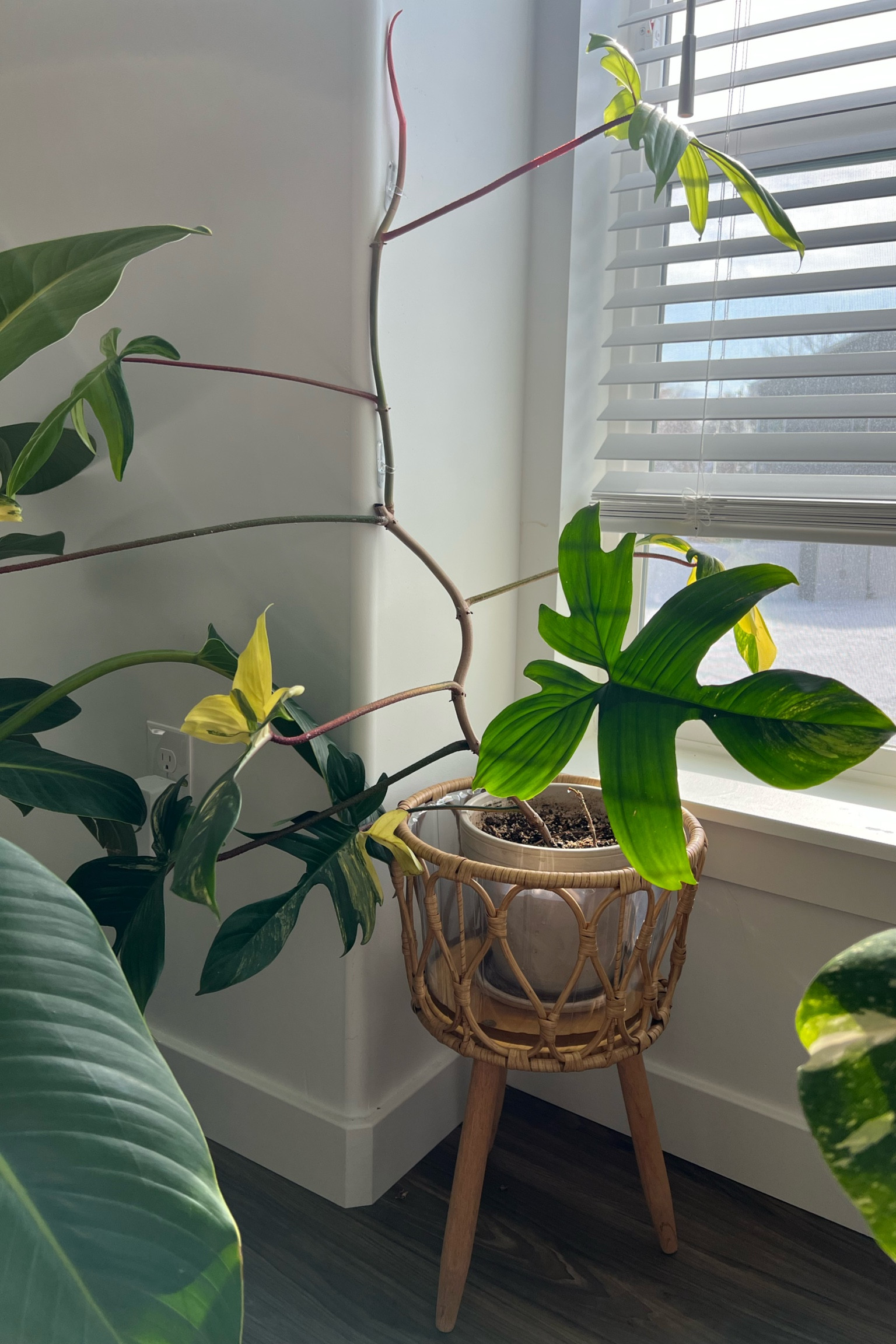 Plant stands are perfect for wall climbing plants like this Florida Beauty Philodendron 

#LTKunder100 #LTKFind #LTKU