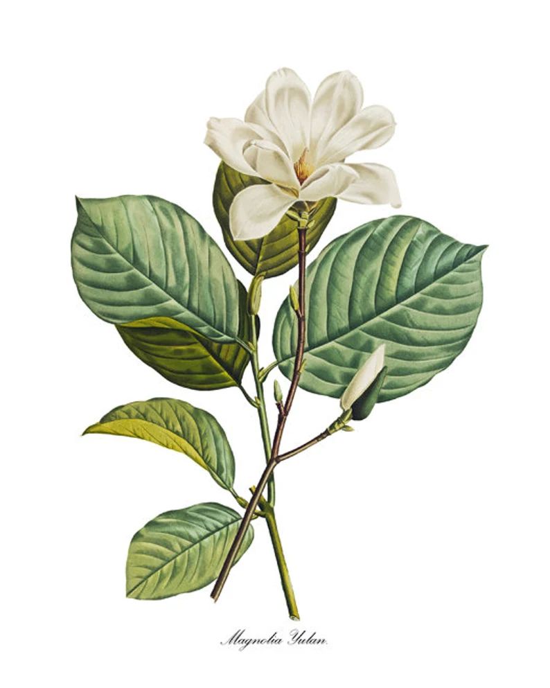 White Magnolia Print, P.J. Redoute Art 'Magnolia Yulan', Antique Flower Illustration, Botanical W... | Etsy (US)