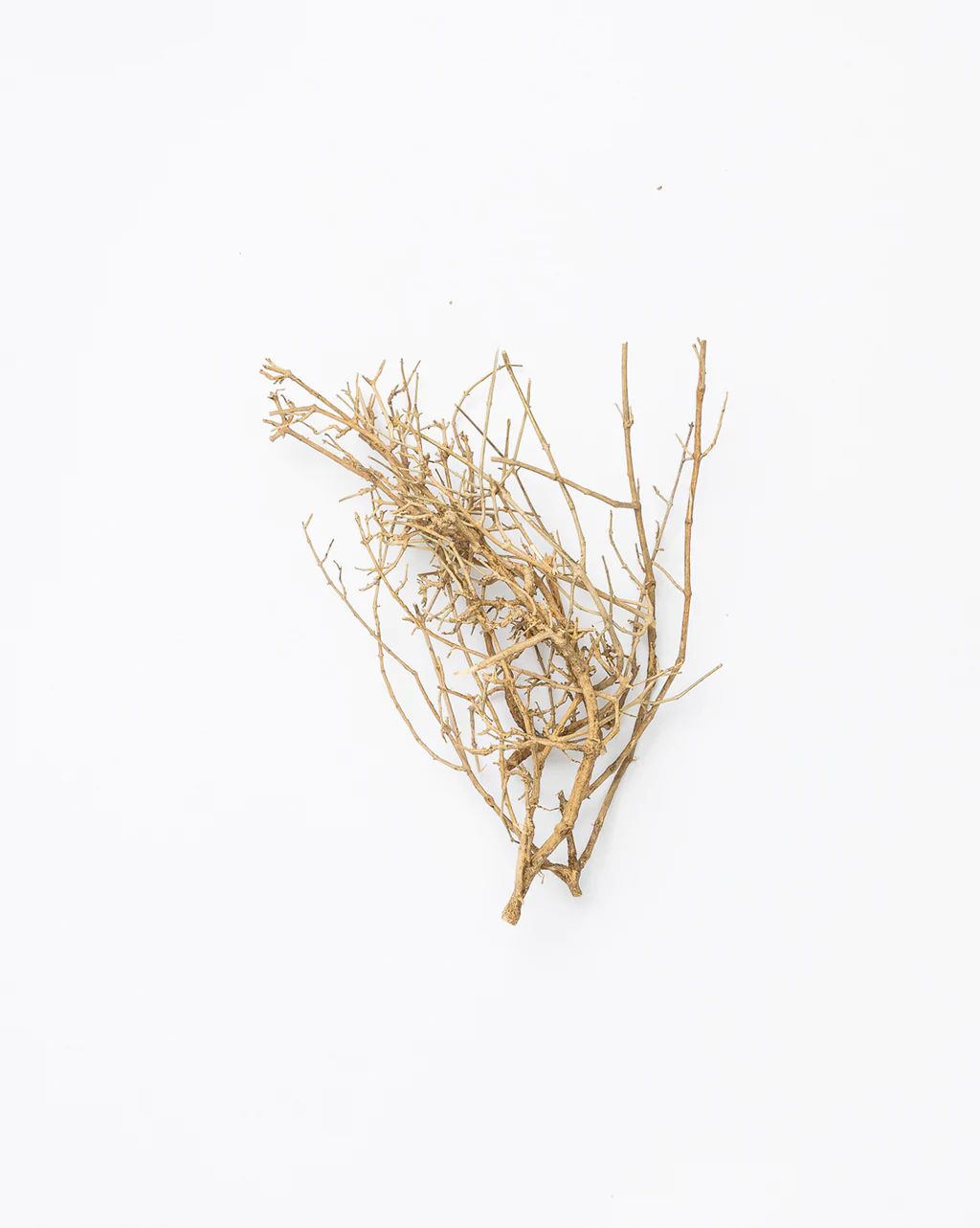 Dried Sea Bush | McGee & Co.