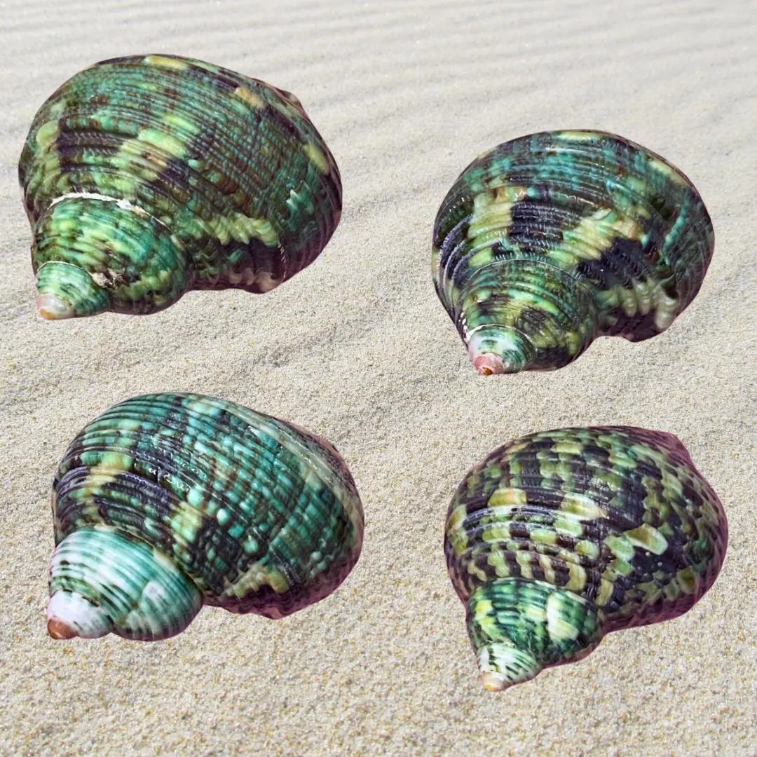 Polished Green Turbo Hermit Crab Shell Bundle - 4 Pack - Etsy | Etsy (US)