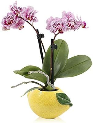 Color Orchids Live Phalaenopsis in Lemon Pot Mini Orchid Plant, 8"-12" Tall, Novelty Blooms | Amazon (US)