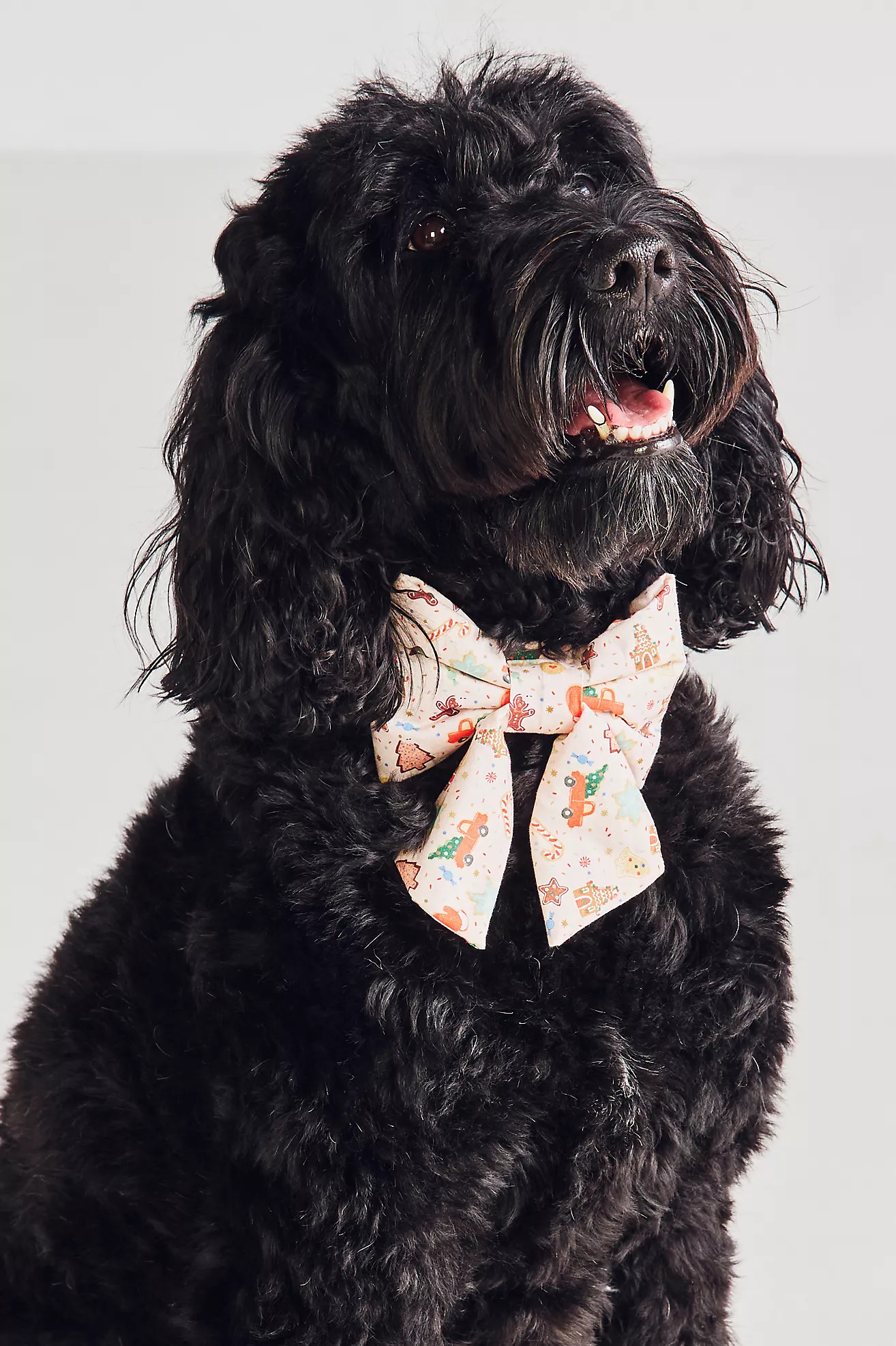 Rifle Paper Co. x The Foggy Dog Lady Bow Dog Collar | Anthropologie (US)