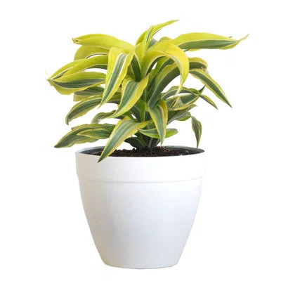 Dracaena Lemon Lime Plant Live Indoor Houseplant In 6 Inch Grower Pot | Wayfair North America