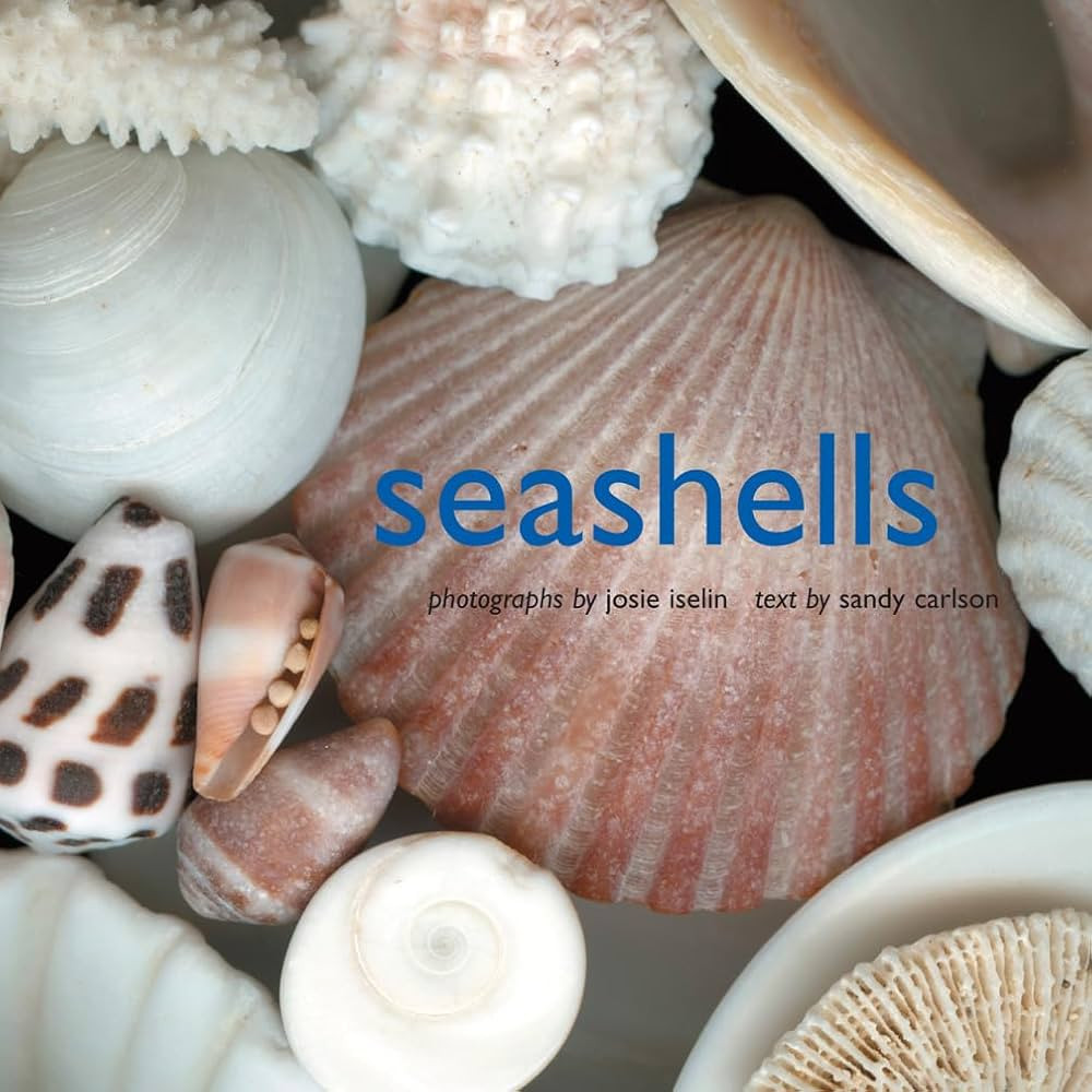 Seashells | Amazon (US)