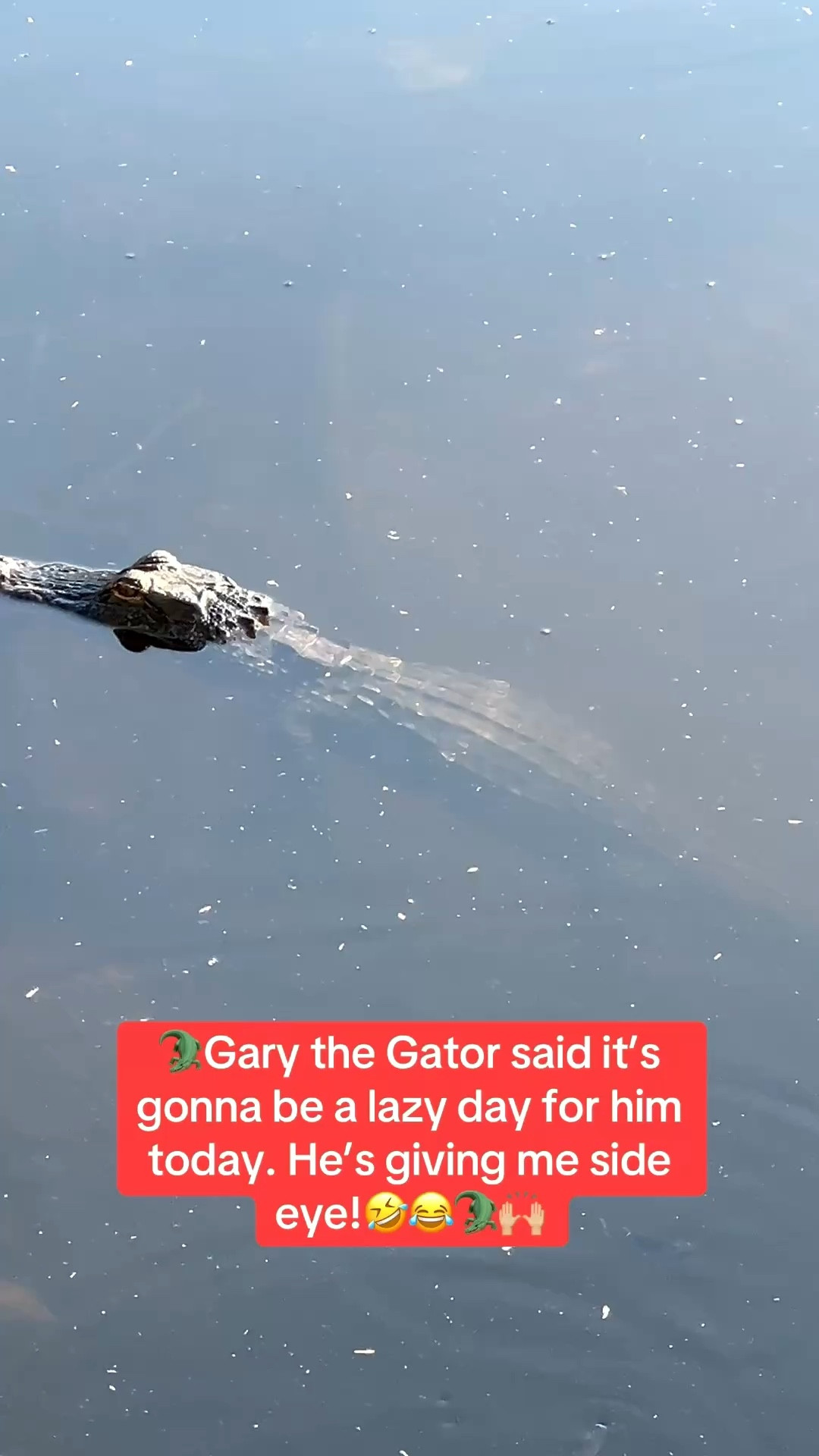 🐊Enjoyed my morning walk in my Hoka sneakers. I came across Gary the Gator. He’s half submerged and said it’s gonna be a lazy day in Tampa, Florida.🐊🤣🙌🏼


#LTKSeasonal #LTKOver40 #LTKSaleAlert #LTKU #LTKTravel #LTKgrwm #LTKootd #LTKMidsize #LTKActive #LTKfitnessgoals #LTKdayinmylife