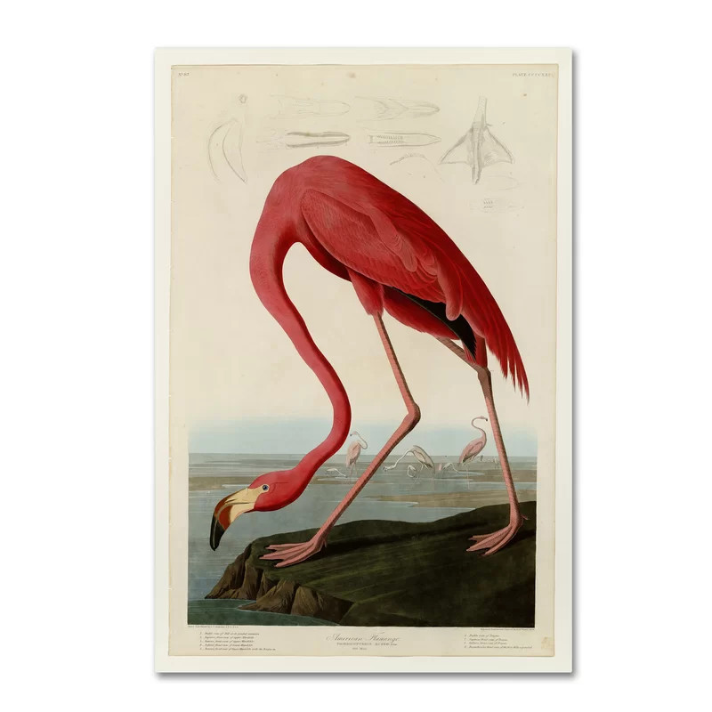 American Flamingo by James Audubon - Wrapped Canvas Print | Wayfair North America