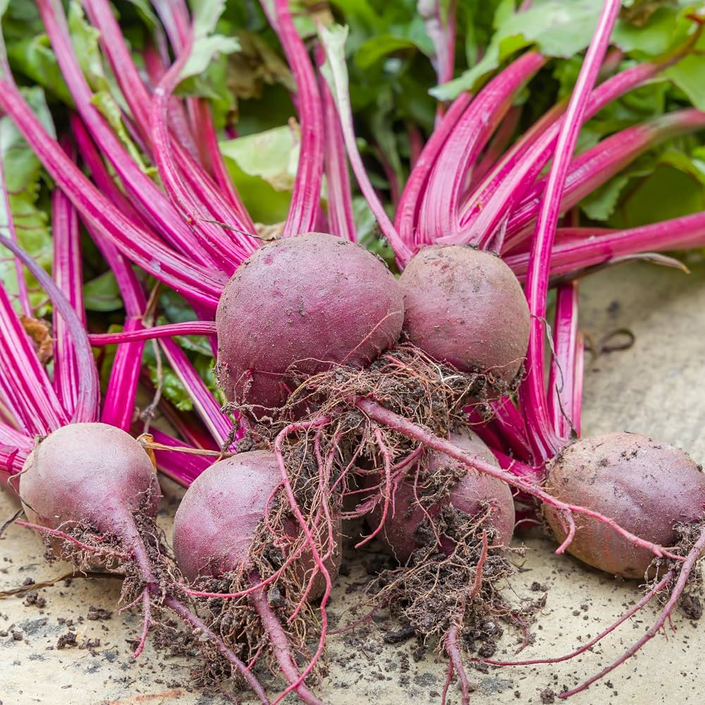 PREMIER SEEDS DIRECT - Beetroot Seeds - BOLTARDY (500 Seeds) | Amazon (UK)