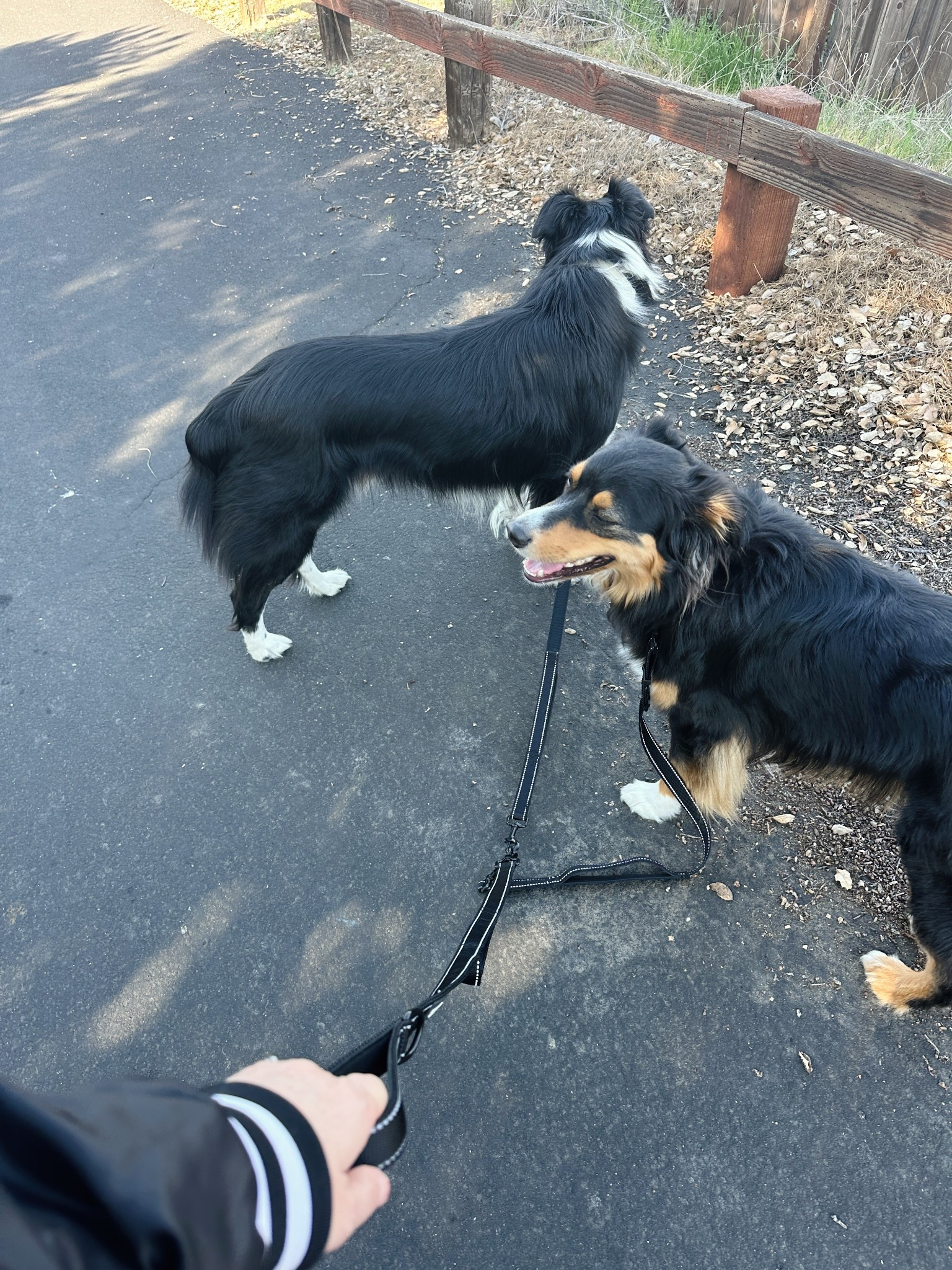 My first test run with this double dog leash. I gotta say, it was amazing. I’m shocked how much I loved it. 
.

.

.

.
Dog Supplies
Dog Leash
Dog Mom
Herding Dogs
LTKPets


#LTKfitnessgoals #LTKActive #LTKTravel
