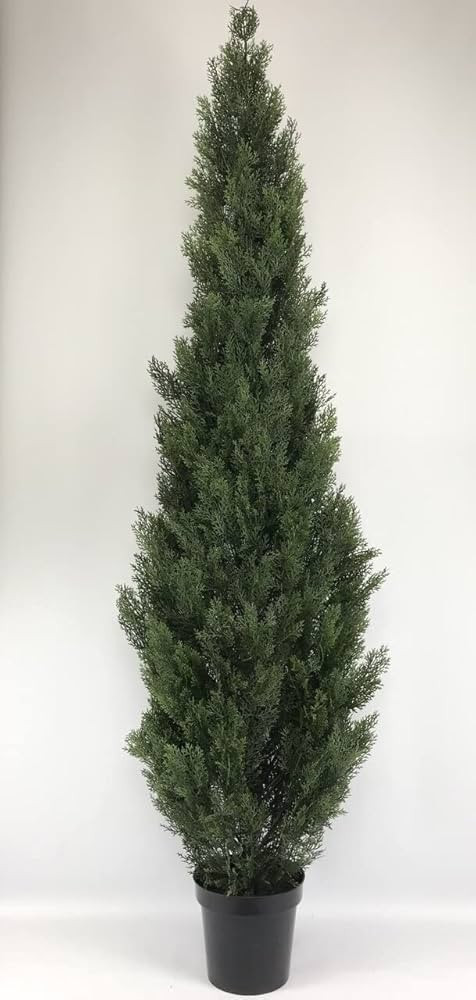 7 foot Tall Cedar Topiary Tree Plant in a Pot | Amazon (US)