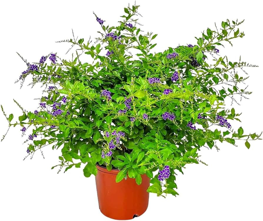 Tropical Plants of Florida - Duranta Sapphire Showers - Flowering Bush Plant - Overall Height 22"... | Amazon (US)
