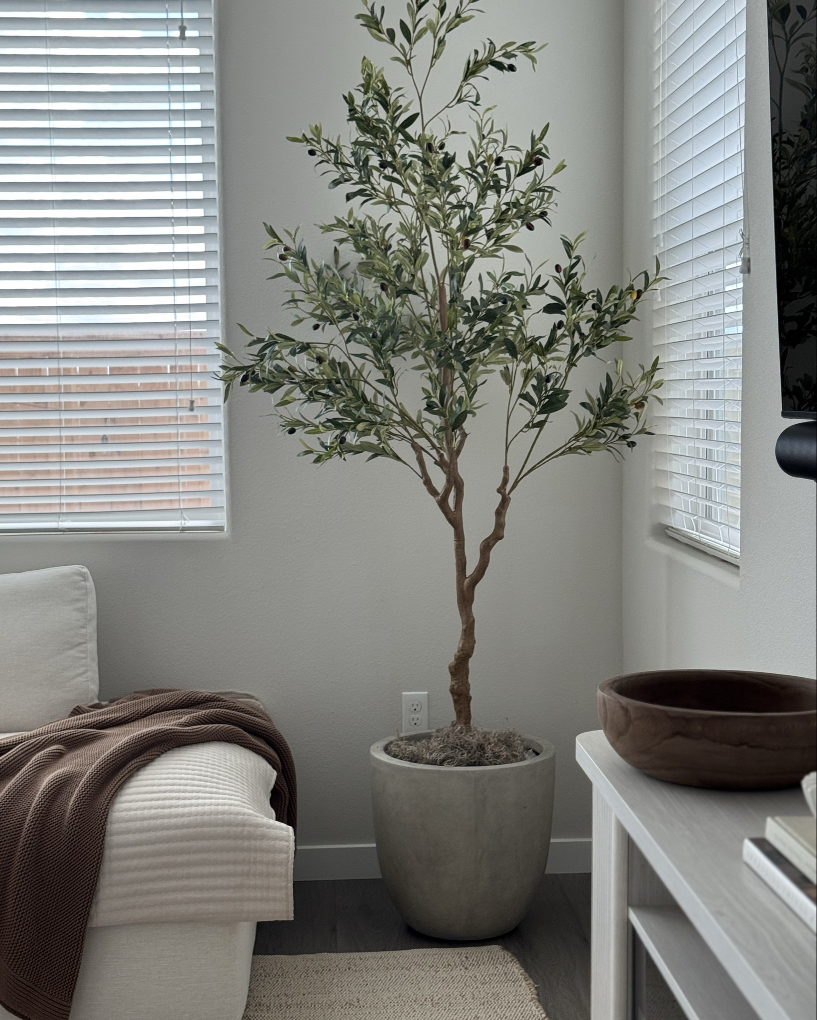 love this olive tree & concrete planter combo for a neutral modern organic feel🫒just need linen curtains and a coffee table to add warmth and to pull the living room together

#LTKFindsUnder100 #LTKHome #LTKSeasonal