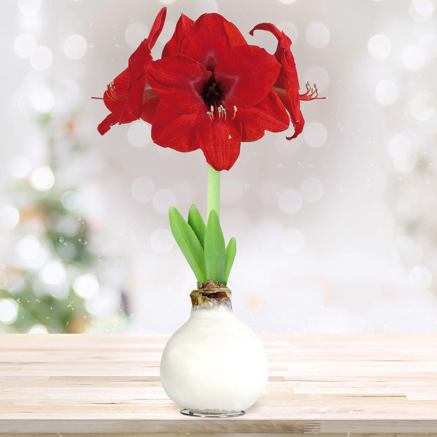 Garden State Bulb Red Red Lion Waxed Amaryllis Bulbs 1 Count | ECH-33-01-01 | Lowe's