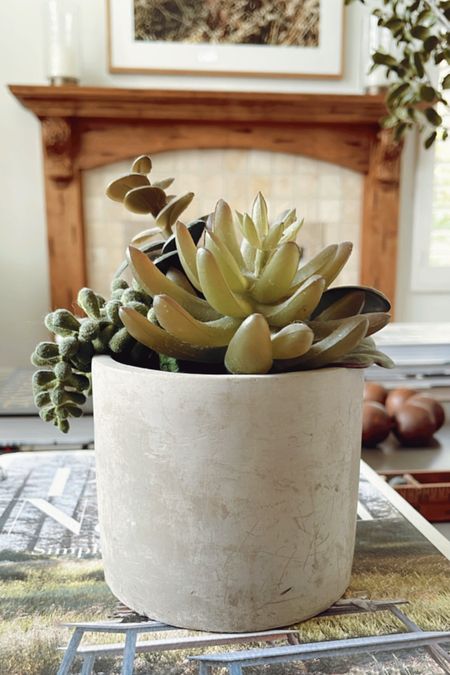 I’ve had a these faux succulents forever and they still look great! I love mixing real and fake plants throughout the house. #fauxsucculents #fauxplants 

#LTKhome