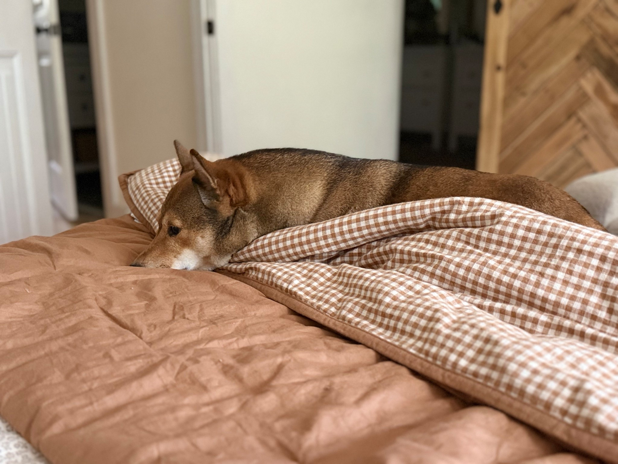 Koji loves this comforter as much as we do! #Target

#LTKHome