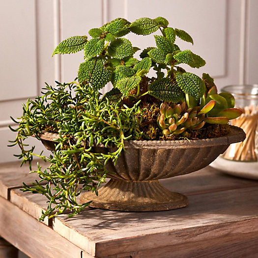 Cast Iron Low Oval Urn Planter | Terrain