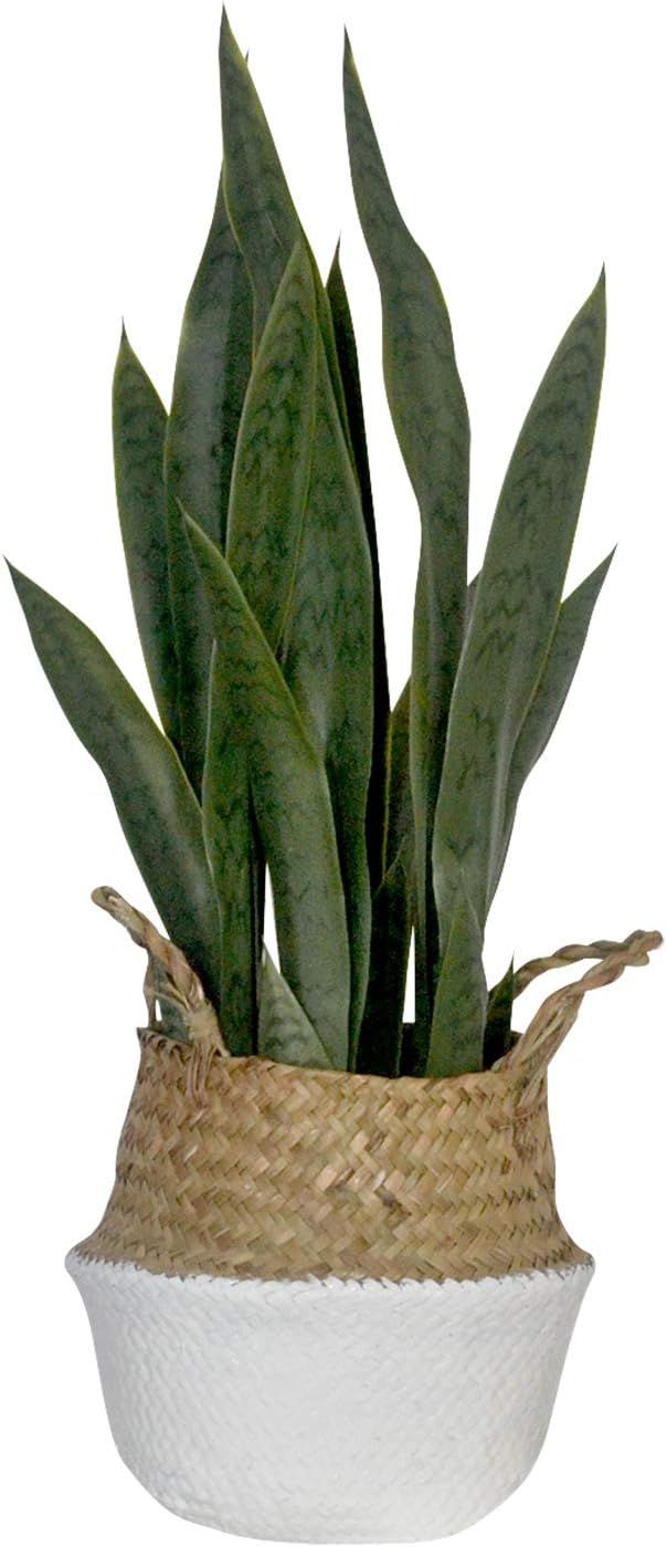 Artificial Plant with Woven Basket | Fake Plant in Seagrass Handmade Planter | Luxury Indoor Plan... | Amazon (US)