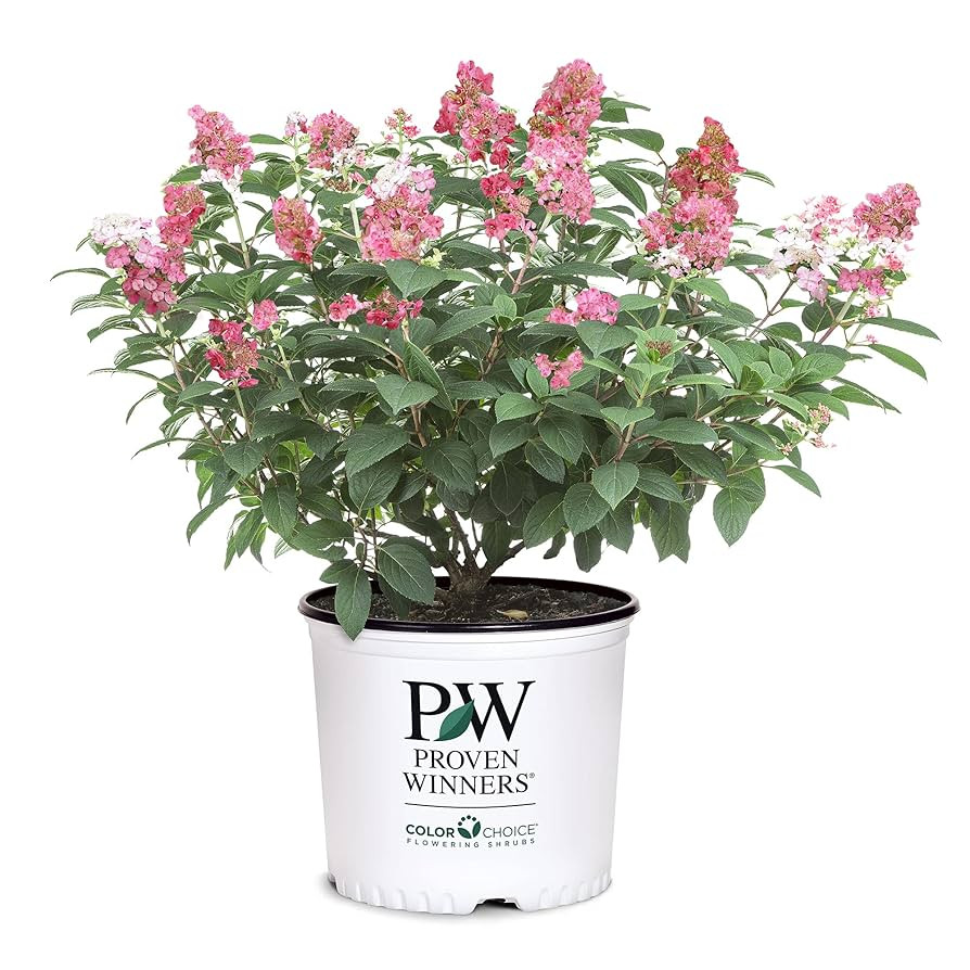 2 Gal Proven Winners Little Quick Fire Hydrangea, Rich Pink and Creamy White | Amazon (US)