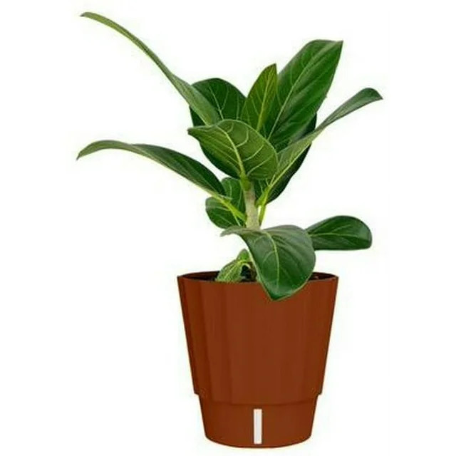 Element Live Plant Ficus in Terra Cotta Deco Self Watering 6in Pot | Walmart (US)