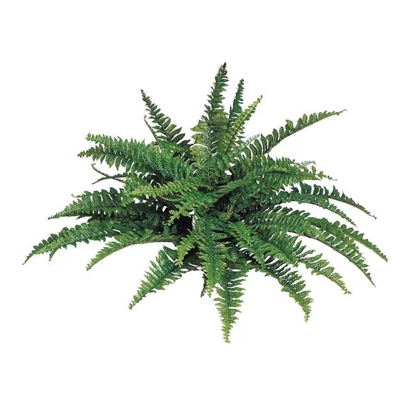 20'' Fern Plant | Wayfair North America