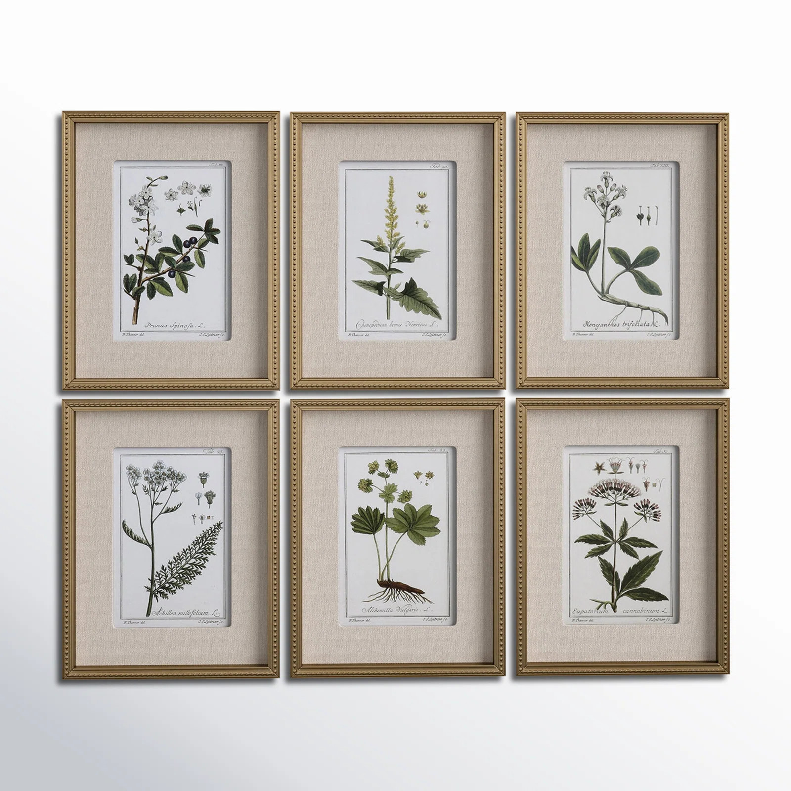 "Green Floral Botanical Study" - 6 Piece Art Set | Wayfair North America